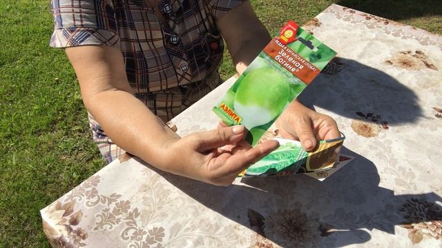 Сроки посадки чёрной редьки семенами в открытый грунт