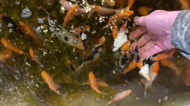 Карпы Кои едят с рук.Включили свет....Ну и так.