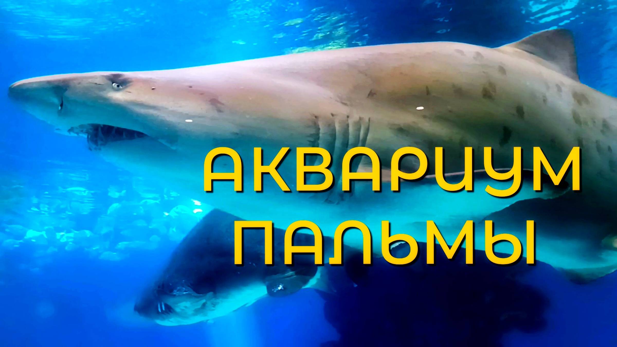 Palma Aquarium — стоит ли идти? Обзор аквариума в Пальма-де-Майорка