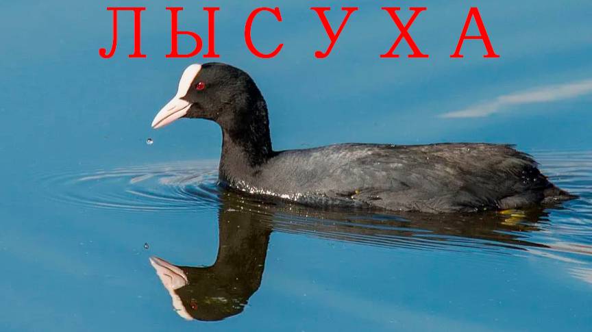 Лысу́ха или лы́ска