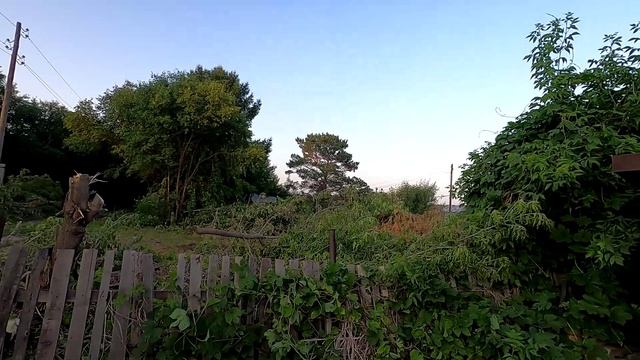 На мой участок упало дерево от соседей, конец истории.
