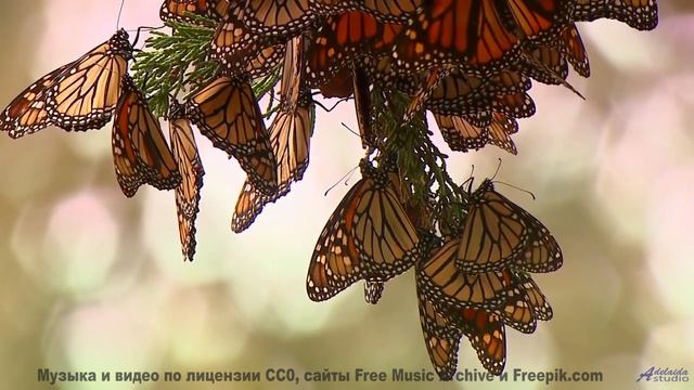 Эта музыка - причина, по которой вы свернули на ту просёлочную дорогу - Inside the piano -- Cartouch