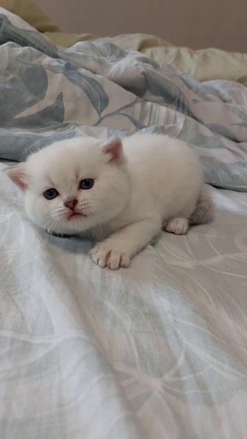 Шотландский котик