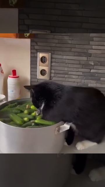 Котика,по всей видимости,попросили засолить огурцы,чем он и занялся 🐈😻😘