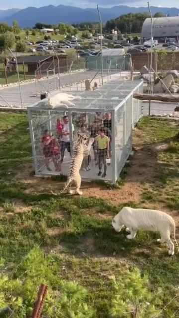 VID_20250618_214150_178.mp4