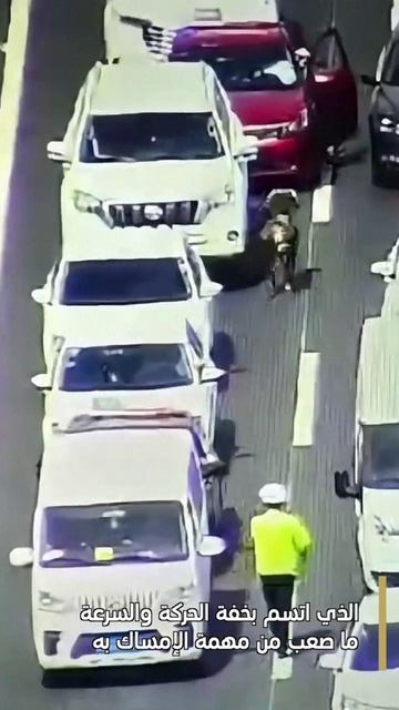 🐑На шоссе Урумчи ловили овцу