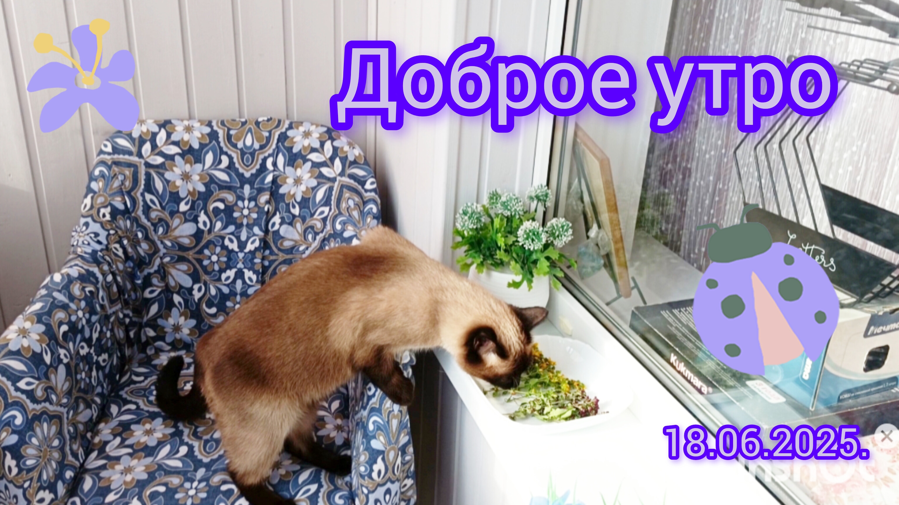 Доброе☀️утро🐱18-06-2025 #поговорим #жизнь инвалида
