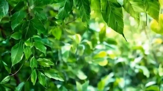 Инструментальная музыка Мелодия Зелёного Листа