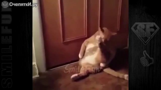 До слёз прикольные кошки