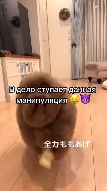 ипучий