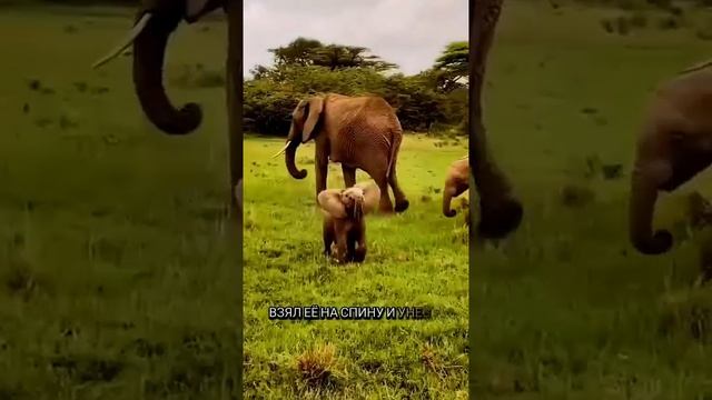 Я такого раньше не видел 😱