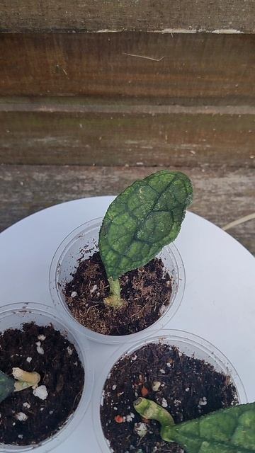 Хойя clemensiorum black