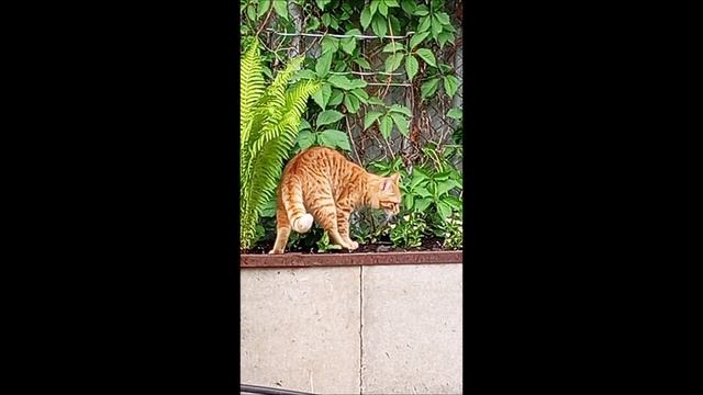 Кот. Фокс.