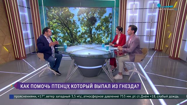 Как помочь птенцу, который выпал из гнезда?