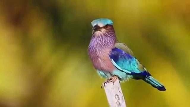 Самые красивые животные на планете: обзор удивительных созданий ч.98