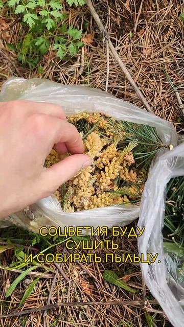 Собираю ПРИРОДНОЕ ЛЕКАРСТВО в сосновом бору