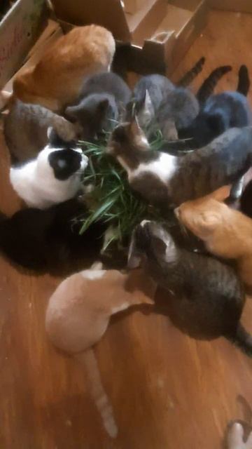 Доброе утро от подопечных котиков Натальи с Азовстальской 😘