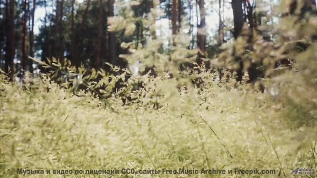 Леса дышат, когда играет эта потрясающая мелодия - Wont Stop -- Ketsa -- Abundance