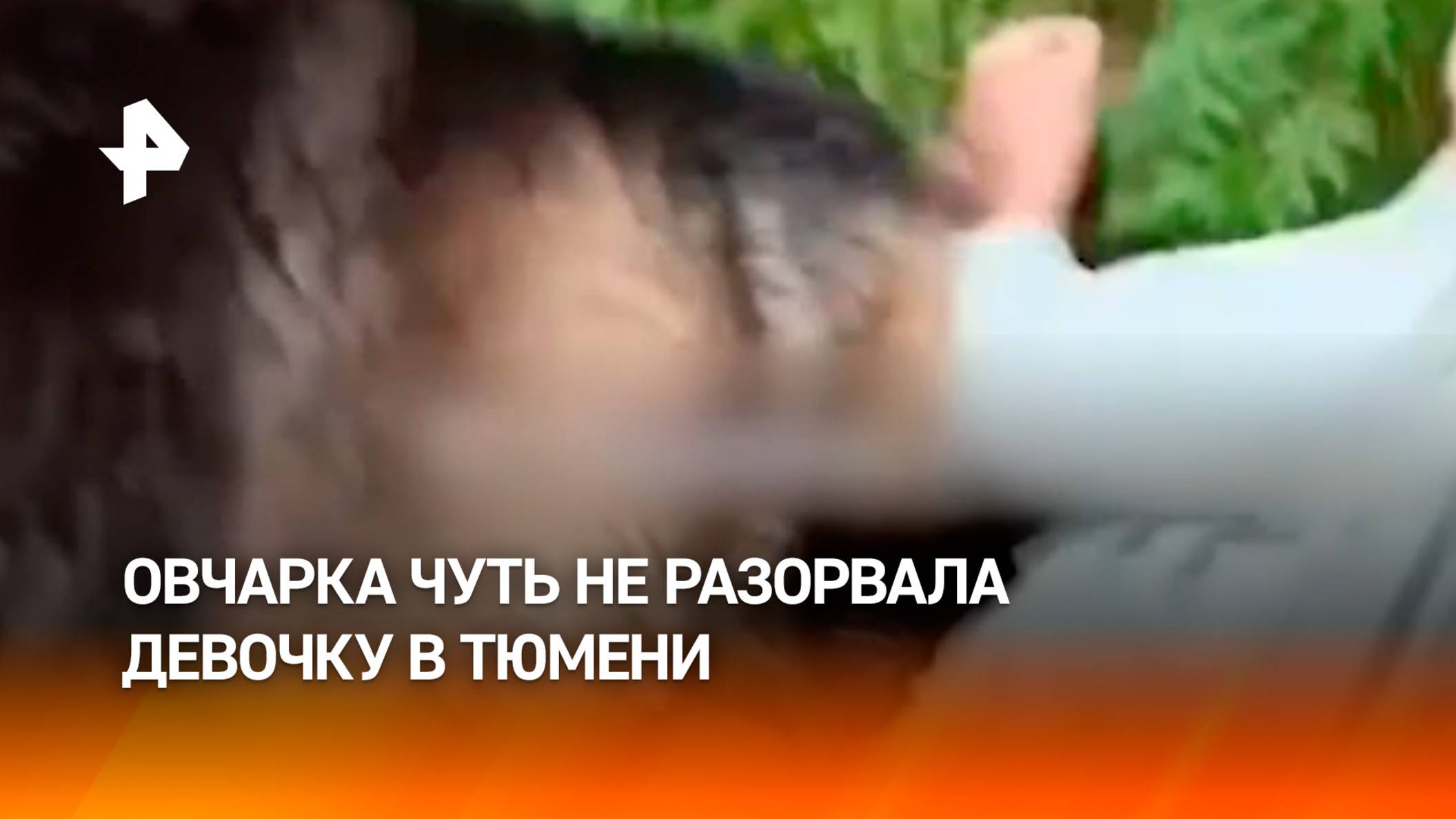 “Это собака ее просто по лужам кидала везде” — агрессивная овчарка напала на девочку в Тюмени