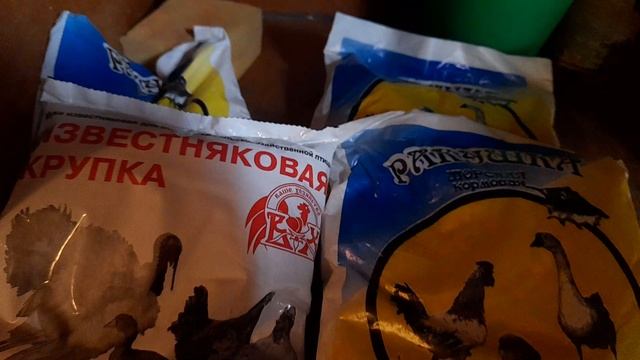 Николаевские голуби малыш
