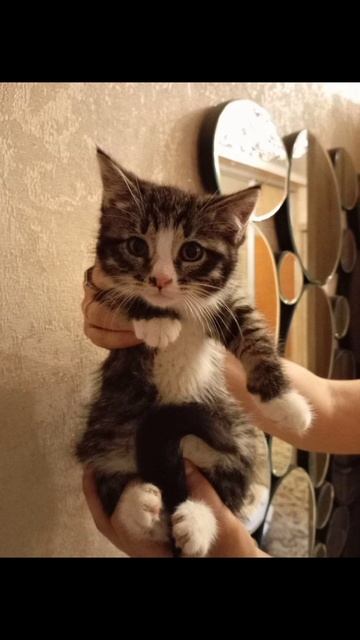 ❤ Котенок Кася ищет дом! ❤