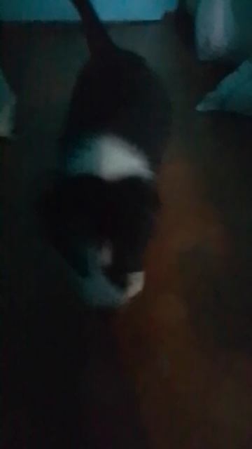 VID_20250618_171949.mp4