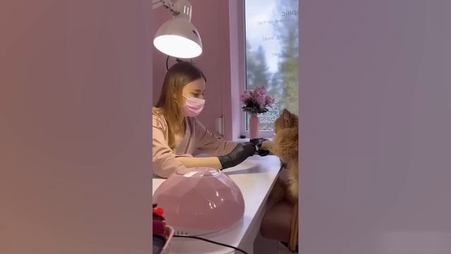 Смешные животные 😍 / №3