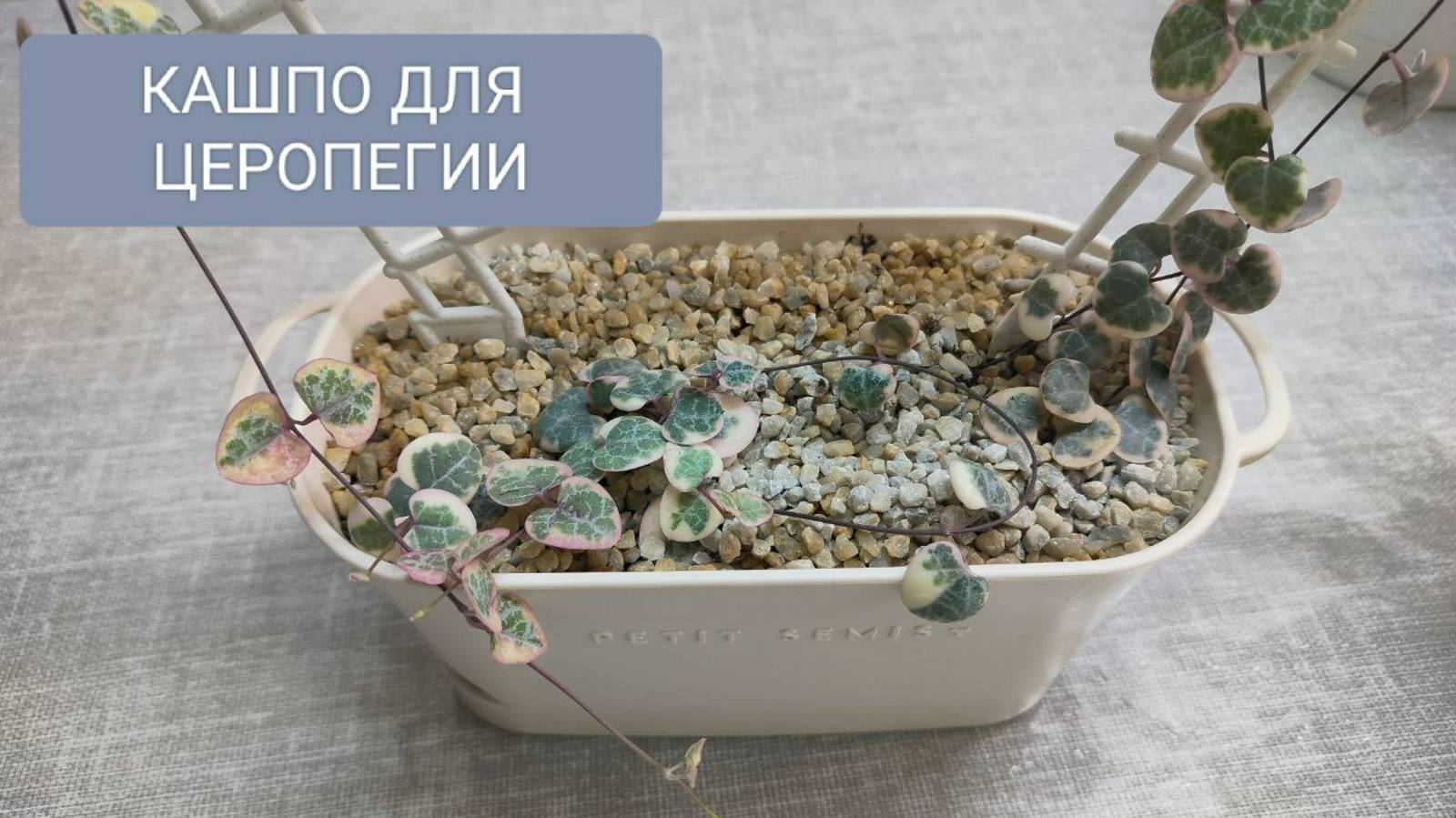 🟣⚪КАШПО ДЛЯ ЦЕРОПЕГИИ. ЧТО НУЖНО УЧЕСТЬ.