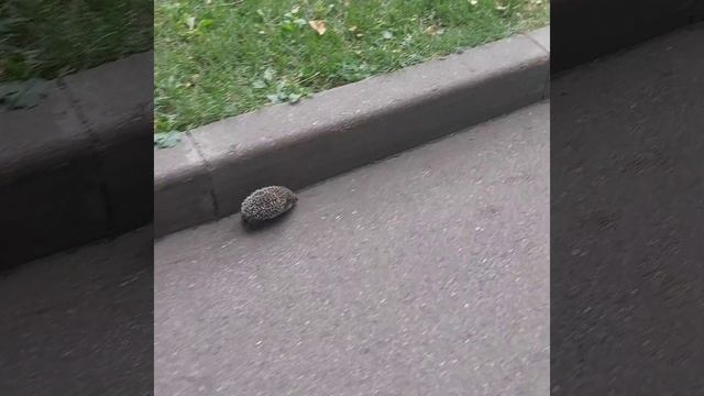 видео про ёжика