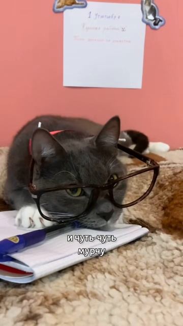 НОВЫЙ УЧИТЕЛЬ