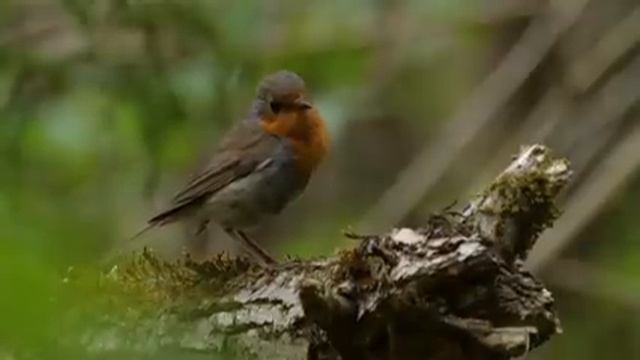 Самые красивые животные на планете: обзор удивительных созданий ч.73
