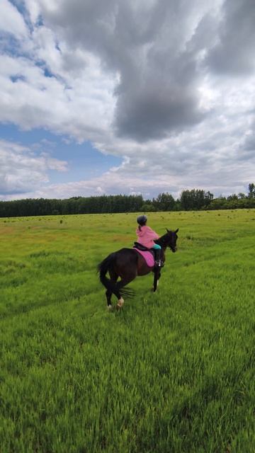 Флейта и Аврелия, шикарная рысь в шикарном поле.