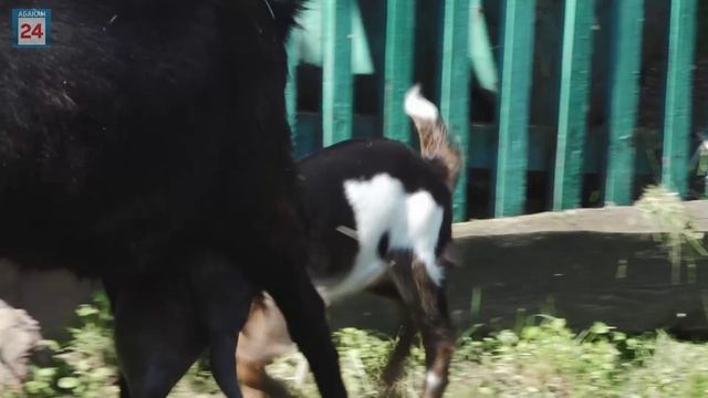 Пополнение сразу в нескольких звериных семьях: в абаканском зоопарке бэби-бум, а также новые жильцы