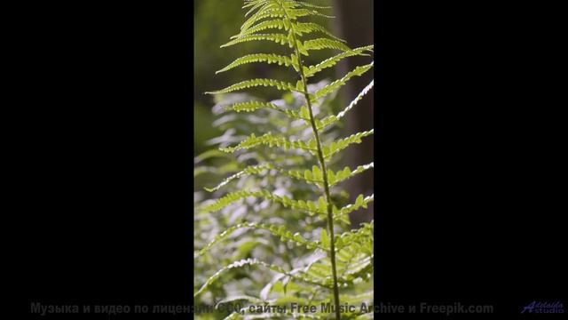 Саунд заставляет почувствовать природу кожей - Deep-Mists -- Ketsa -- Summer With Sound