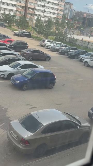 белочка бегает по парковке