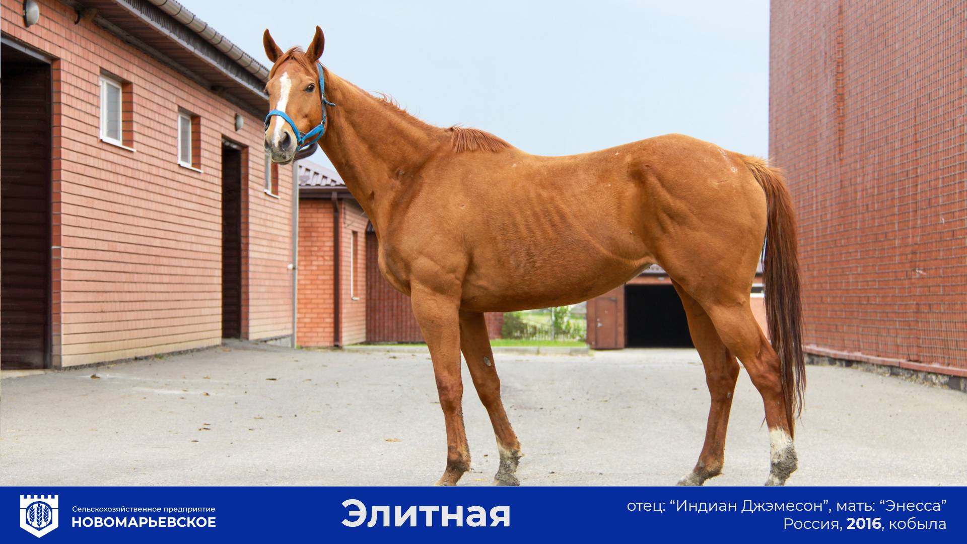 Предлагается к продаже: конематка "Элитная"