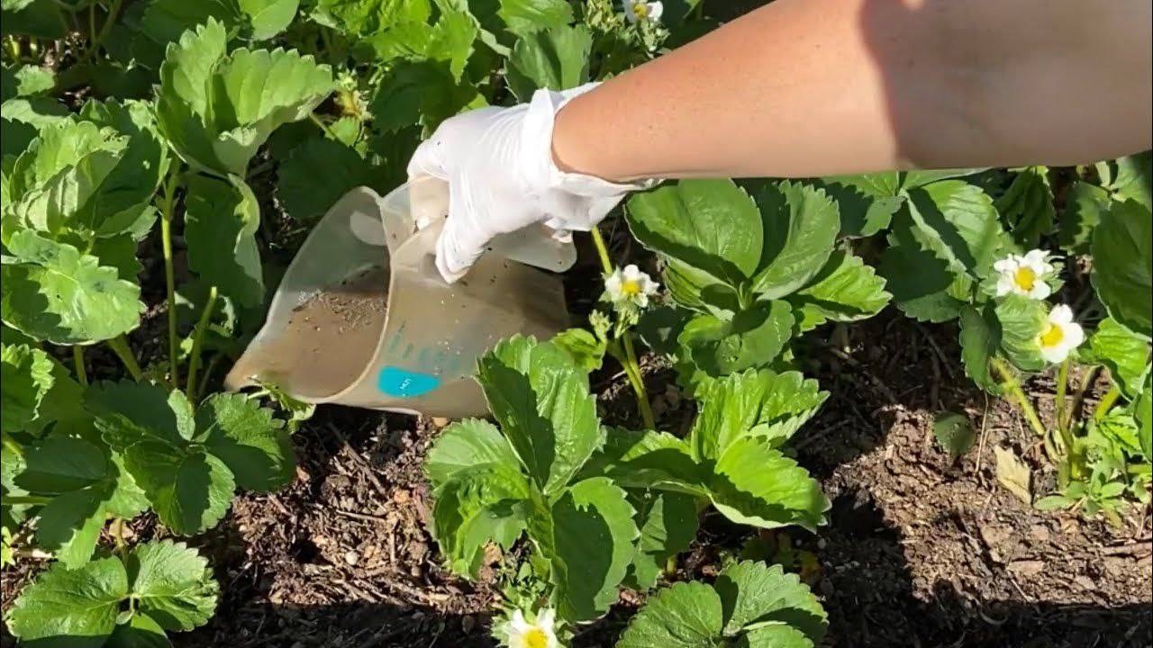 Подкормите этим клубнику во время цветения, и она завалит ягодами
