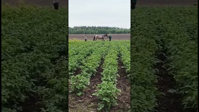 Окучивание картошки лошадью 2025