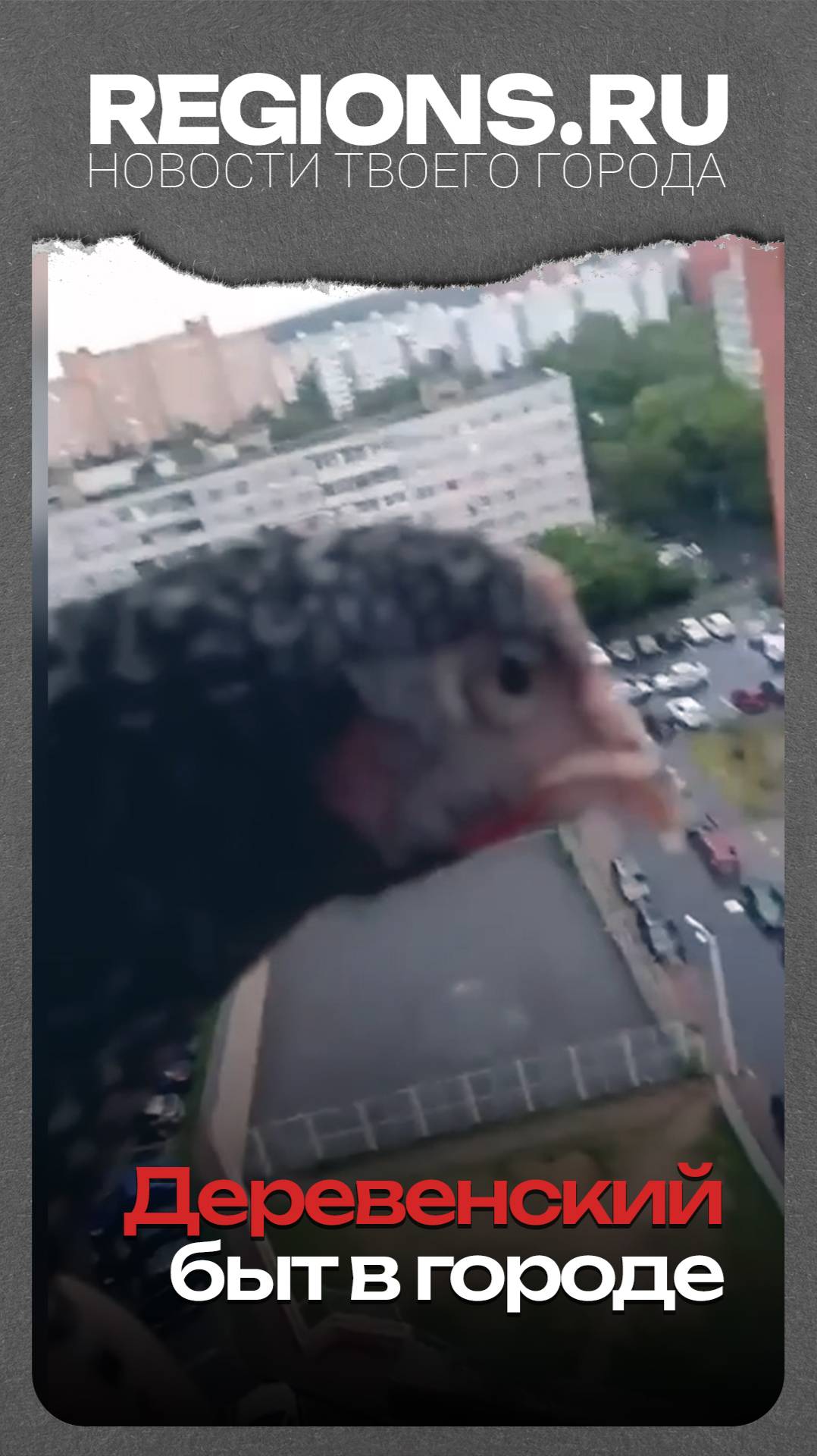 Деревенский быт в городе