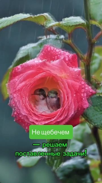 Не щебечем — решаем задачи!