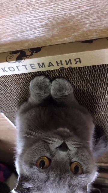 Кошечки любят когтеточку-лежанку "СОТА-МИНИ"❤️