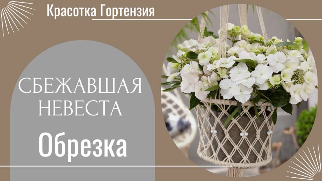 Ампельная гортензия Сбежавшая невеста и ее обрезка 🌿😍