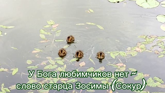 У Бога любимчиков нет - слово старца Зосимы (Сокур)