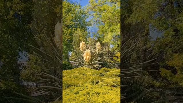 Все оттенки малинового на пл.Ушакова в Севастополе