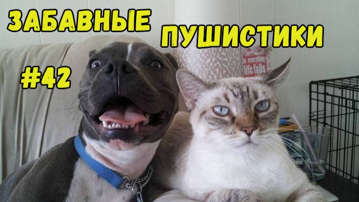 Я РЖАЛ ДО СЛЕЗ 😹 СМЕШНЫЕ КОШКИ И СОБАКИ  СМЕШНЫЕ ЖИВОТНЫЕ 2025 😹 ЛУЧШИЕ ПРИКОЛЫ #42