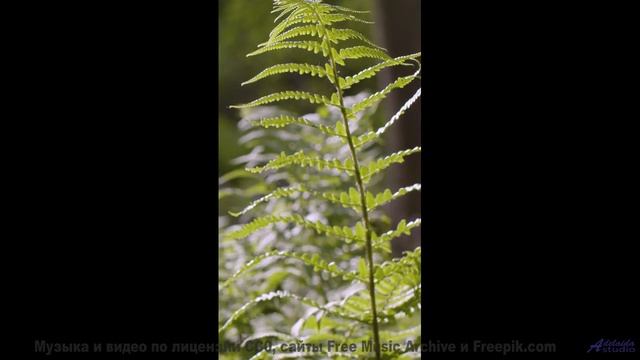 Каждое дерево качается в такт этой сильной композиции - Sweet And Sour Sanich -- Podington Bear -- H