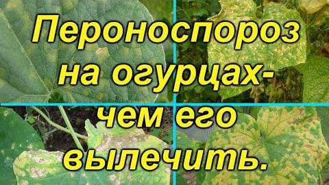 Желтеют листья огурцов? Причины и лечение в 2025 — как спасти урожай быстро и без химии