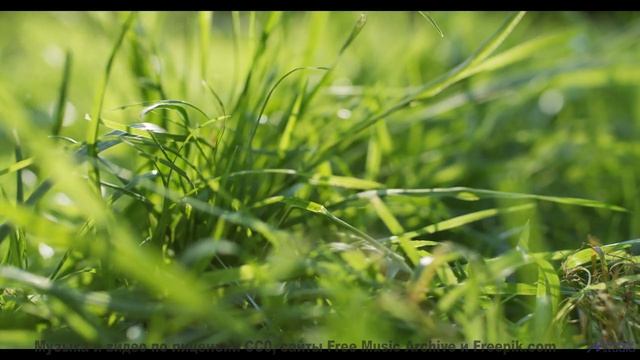 Это видео ПЕРЕВЕРНЁТ твой мир! - Yellow Light District (ID 1135) -- Lobo Loco -- Diversity of Life