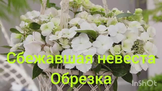 Ампельная гортензия Сбежавшая невеста и ее обрезка 🌿😍