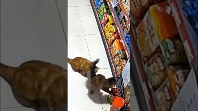 Воровали колбасу в магазине